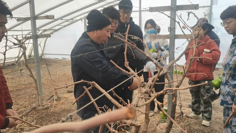 葡萄修剪00 葡萄修剪00