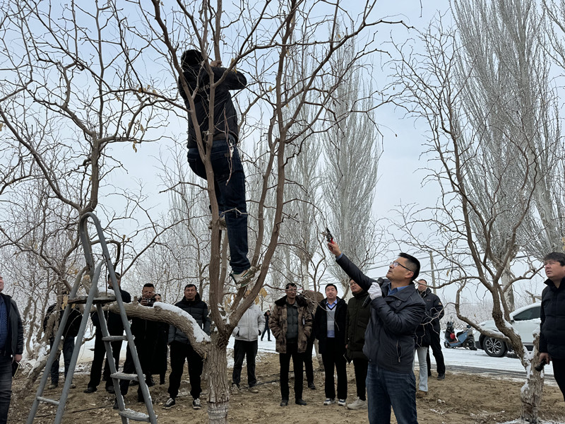 王振磊老师指导职工进行修剪_副本 王振磊老师指导职工进行修剪_副本