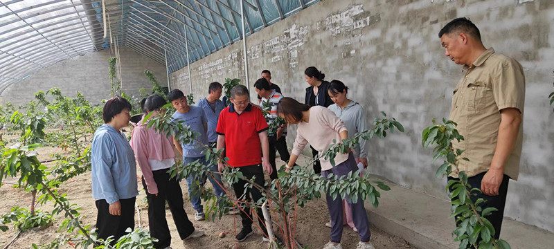 设施甜樱桃整形_副本