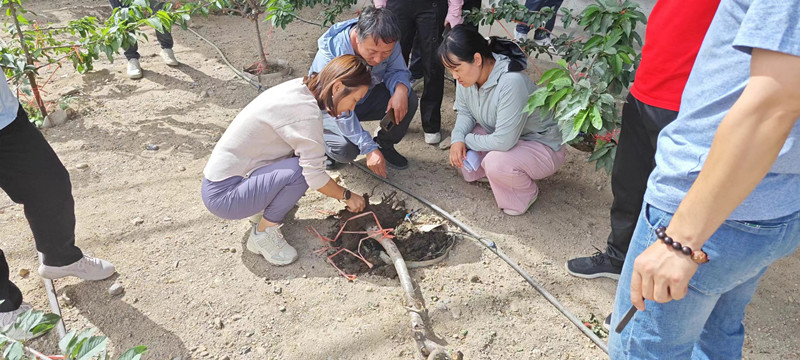 甜樱桃根系_副本